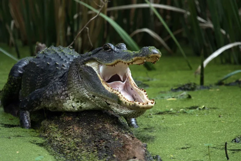 Biblical Meaning Of Alligators In Dreams