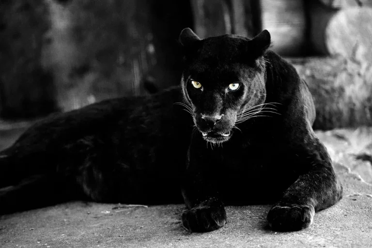 The Biblical Meaning Of Seeing A Black Panther In Your Dreams