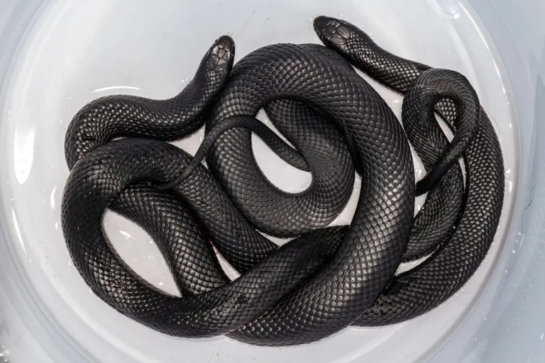 Biblical Meaning Of Black Snakes In Dreams