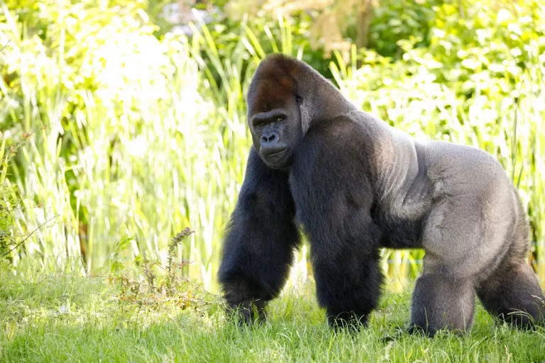 The Biblical Meaning Of Gorillas In Dreams