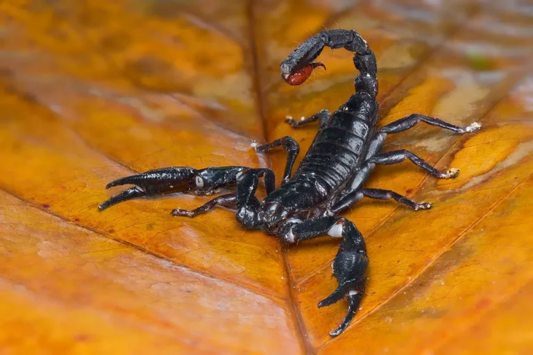 The Biblical Meaning And Symbolism Of Scorpions In Dreams