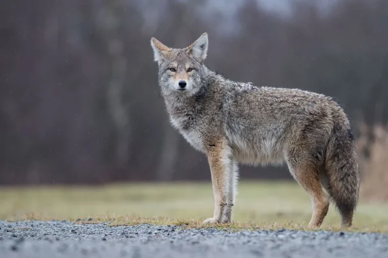 The Biblical Meaning Of Seeing A Coyote