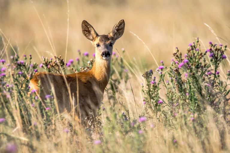 The Biblical Meaning And Symbolism Of Seeing A Deer