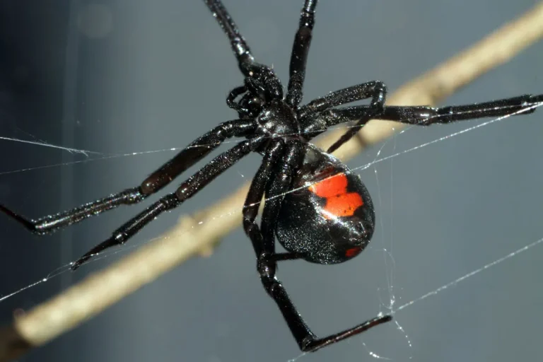 The Spiritual Meaning And Symbolism Of The Black Widow Spider