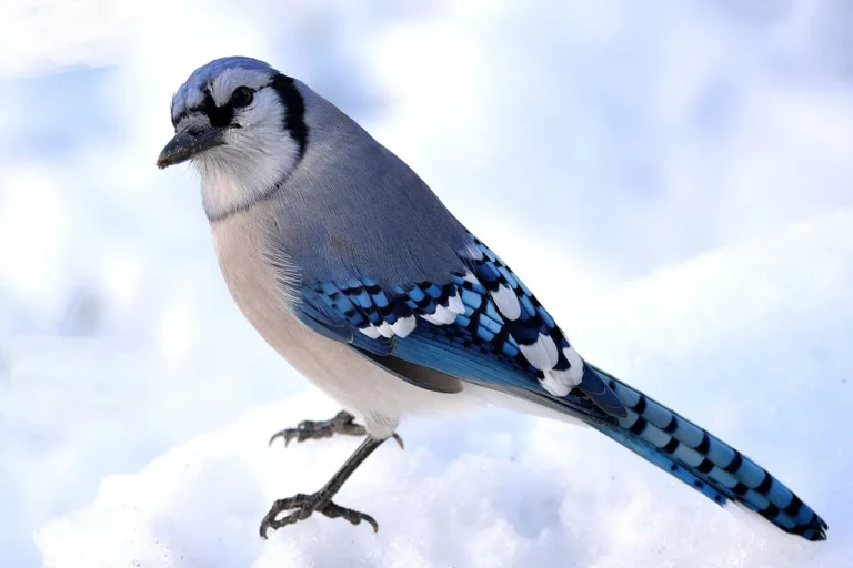 The Meaning Of Blue Jays In The Bible