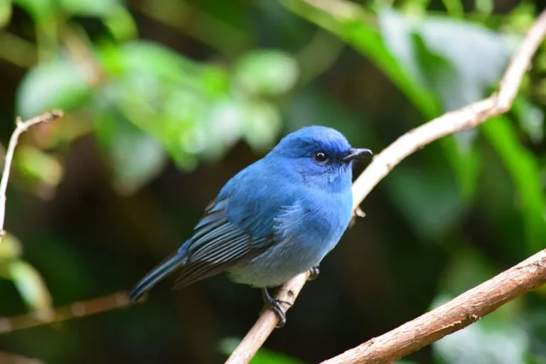 The Meaning Of Bluebirds In The Bible