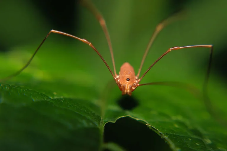 The Spiritual Meaning And Symbolism Of Daddy Long Legs