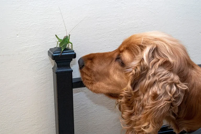 The Spiritual Meaning Of Finding A Grasshopper In Your House