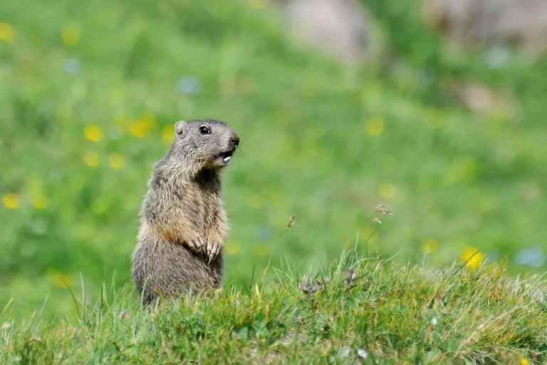 The Spiritual Meaning And Symbolism Of Groundhogs