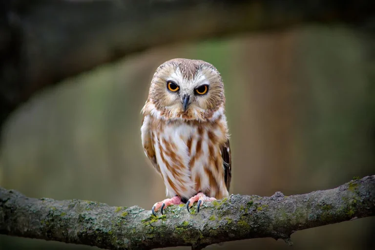 Hearing An Owl Hoot In The Morning: The Spiritual Meaning