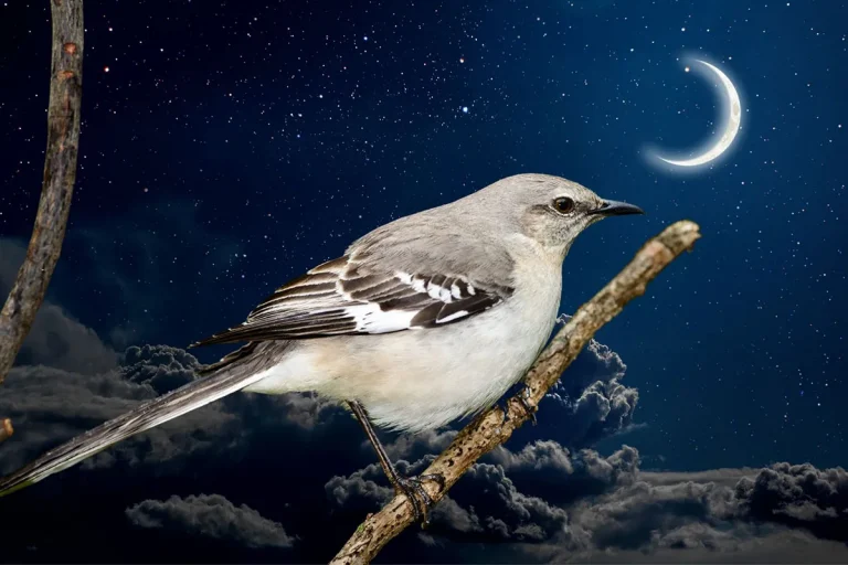 The Spiritual Meaning Of Mockingbirds Singing At Night