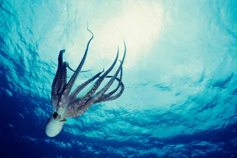 The Spiritual Meaning Of The Octopus In The Bible