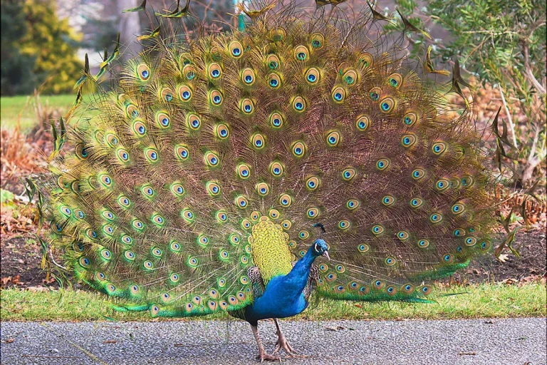 Peacock Spiritual Meaning And Symbolism In Love And Relationships