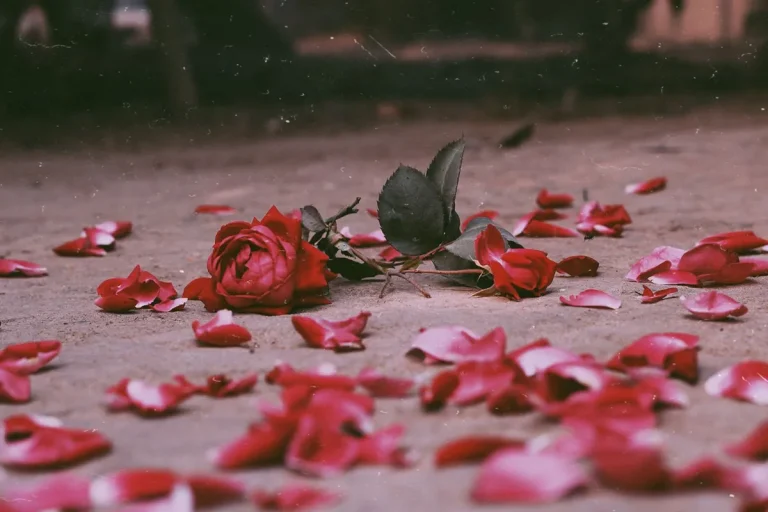 Rose Petals Falling Off Spiritual Meaning