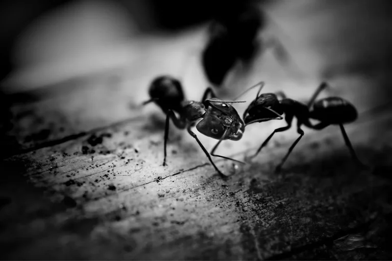 Seeing Black Ants In Dreams: Meaning And Interpretation