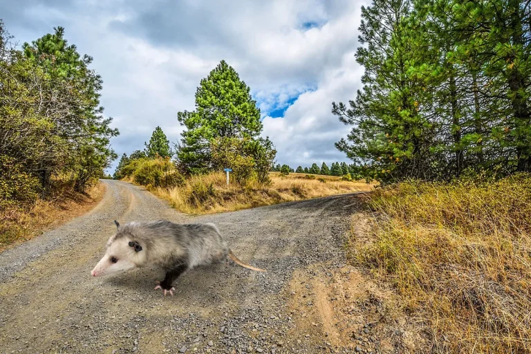 The Spiritual Meaning Of Possums Crossing Your Path