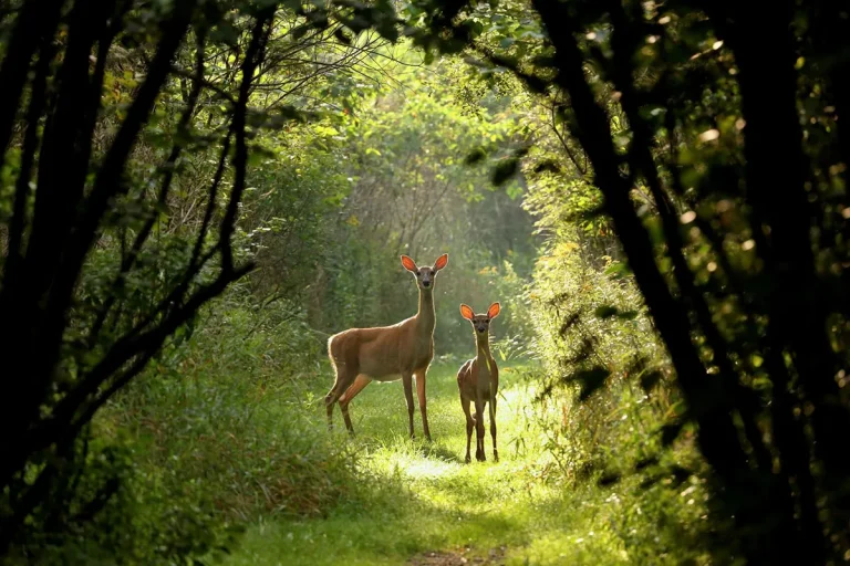 The Spiritual Meaning Of Seeing Two Deer: A Complete Guide