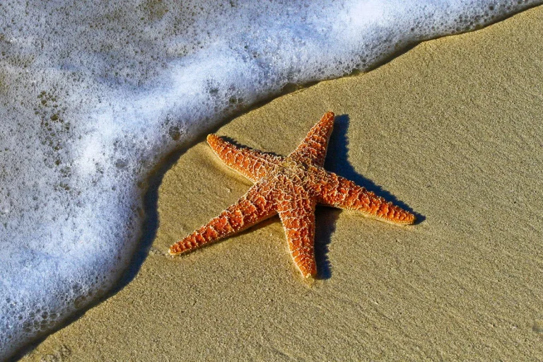 The Spiritual Meaning Of Starfish
