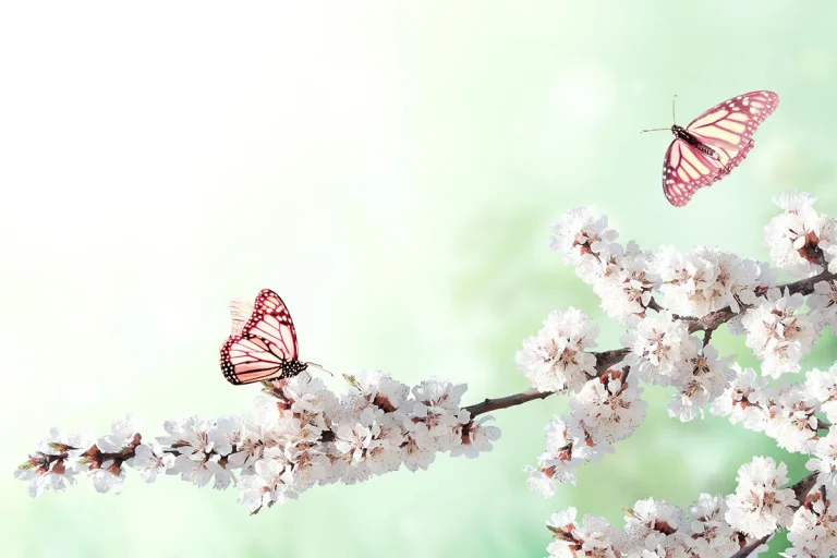 The Meaning Of Seeing Two Butterflies: A Comprehensive Guide