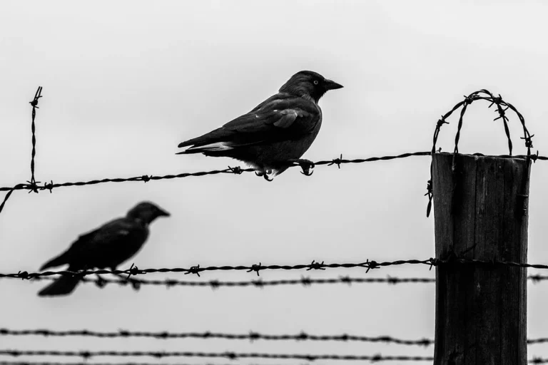 The Meaning And Symbolism Of Seeing Two Crows