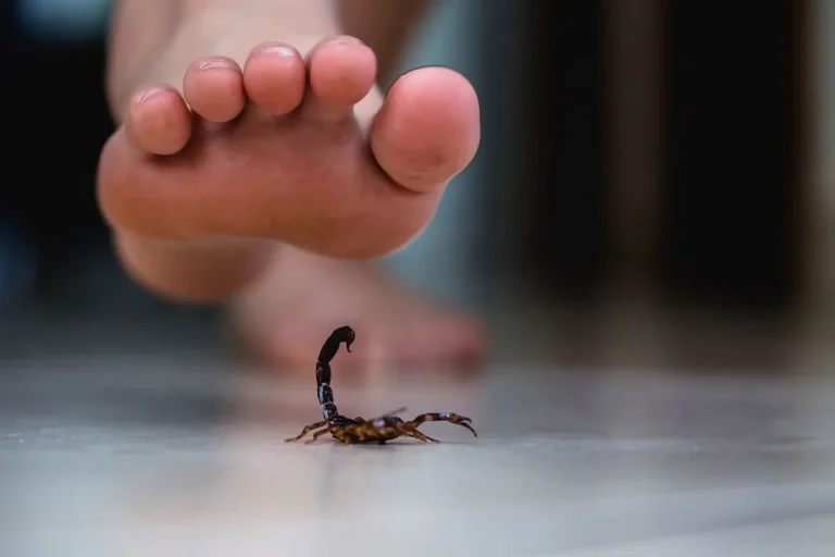 What Does It Mean To Dream About Scorpions?