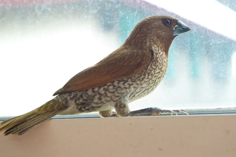 What Does It Mean When A Brown Bird Comes To Your Window?