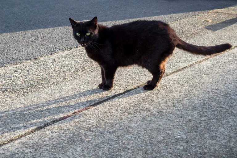 What Does It Mean When A Cat Crosses Your Path While Driving?