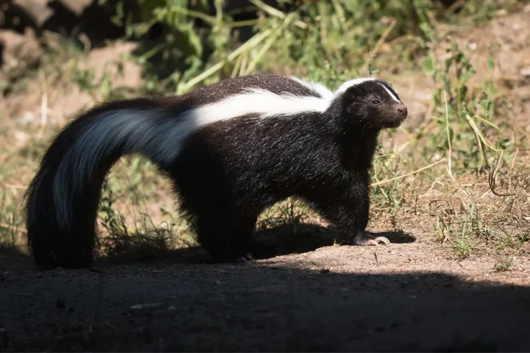 What Does It Mean When A Skunk Crosses Your Path?