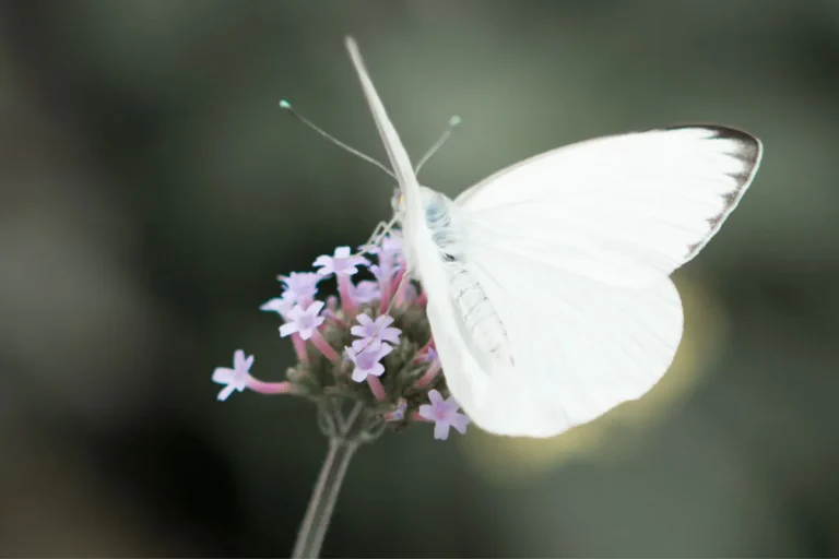 White Butterfly Meaning: A Comprehensive Guide