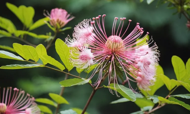 The Spiritual Meaning And Symbolism Of Albizia Flowers