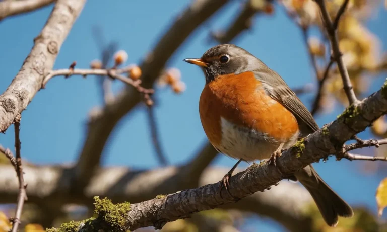 The Spiritual Meaning And Symbolism Of The American Robin