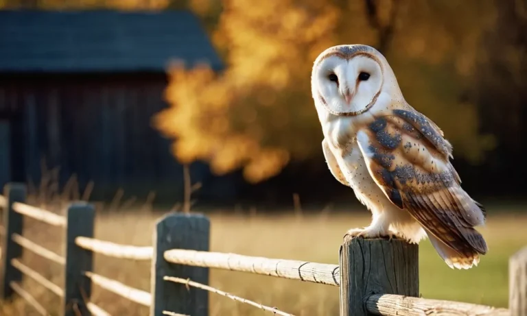 The Spiritual Meaning And Symbolism Of Barn Owls