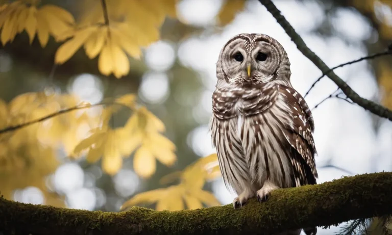 The Spiritual Meaning And Symbolism Of Barred Owls