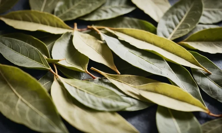 The Spiritual Meaning And Uses Of Bay Leaves