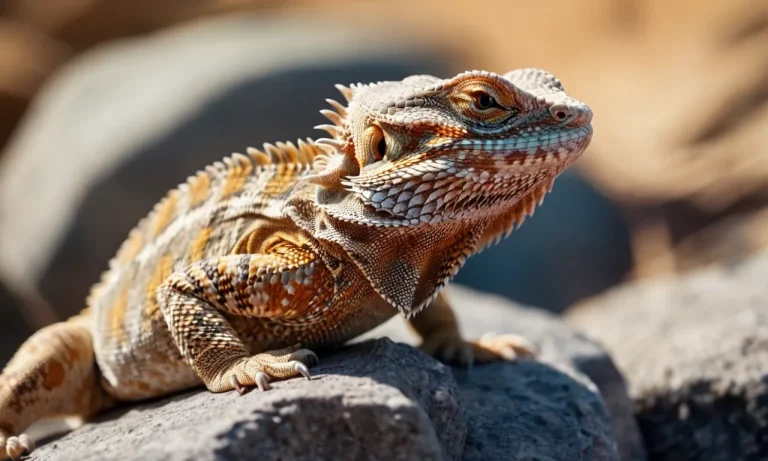 The Spiritual Meaning And Symbolism Of Bearded Dragons