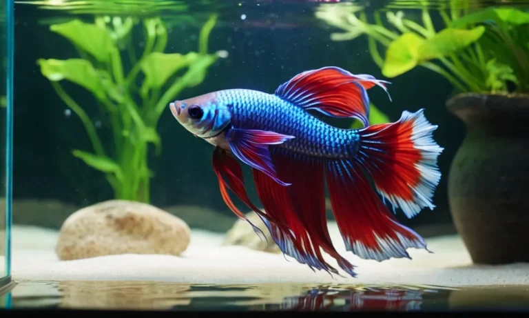 The Spiritual Meaning And Symbolism Of Betta Fish