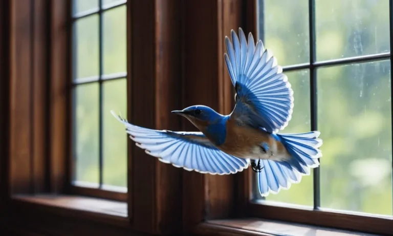 What Does It Mean Spiritually If A Bird Keeps Flying Into My Window?