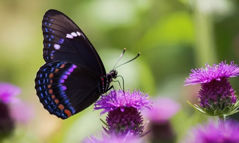 The Spiritual Meaning And Symbolism Of Black Butterflies