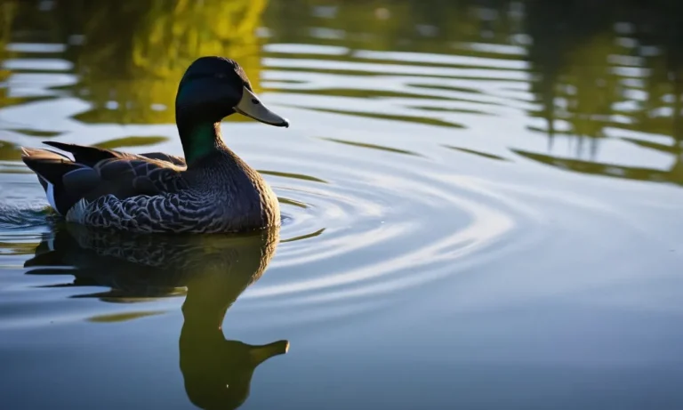 The Spiritual Meaning And Symbolism Of Black Ducks