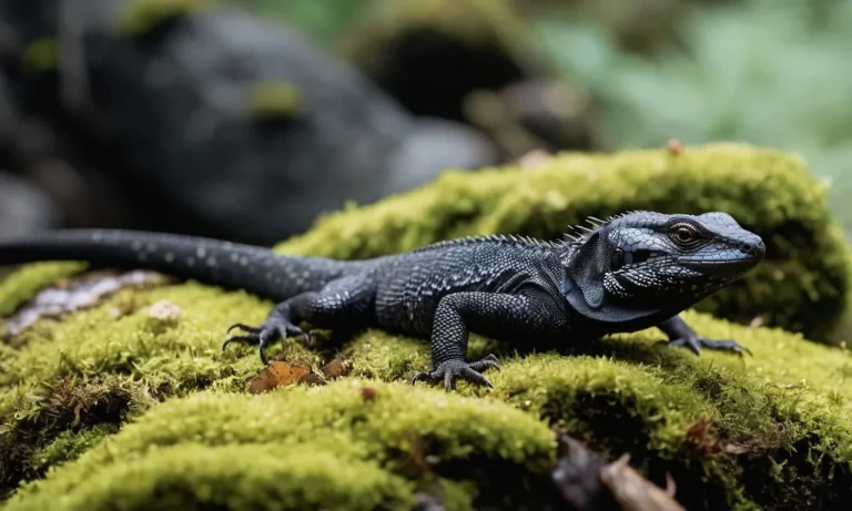 Black Lizard Spiritual Meaning: A Comprehensive Guide