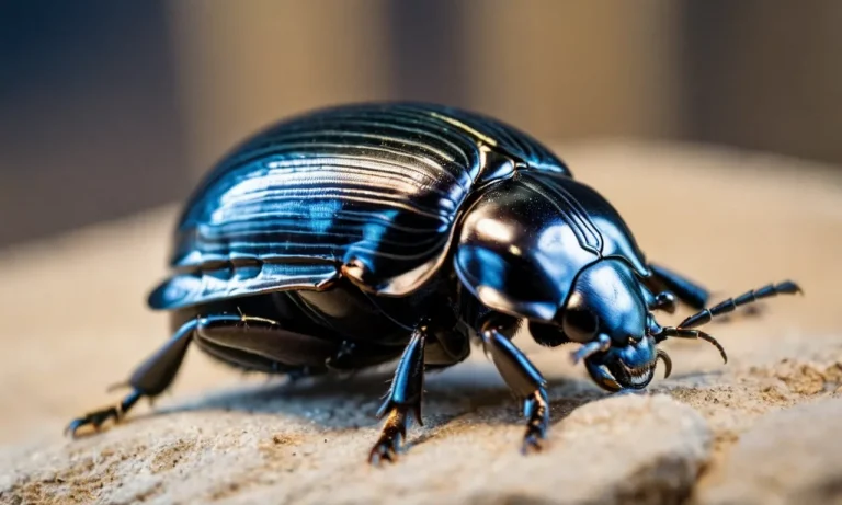 Black Scarab Beetle Spiritual Meaning: A Comprehensive Guide