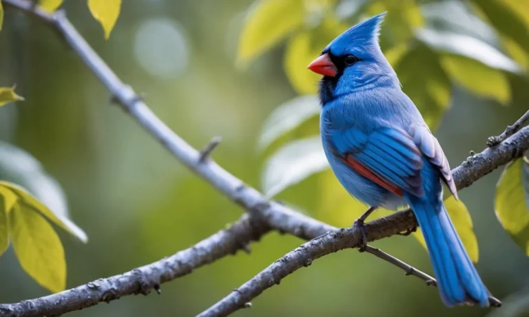 The Spiritual Meaning Of Seeing A Blue Cardinal