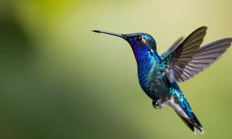 The Spiritual Meaning And Symbolism Of Blue Hummingbirds