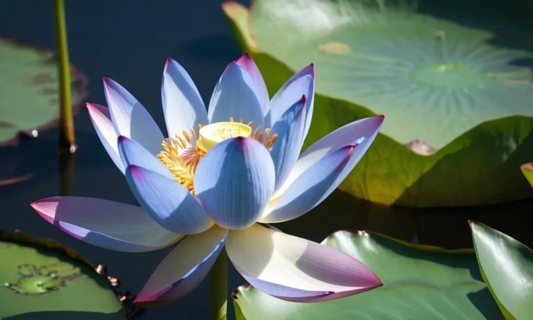 The Spiritual Meaning And Symbolism Of The Blue Lotus Flower
