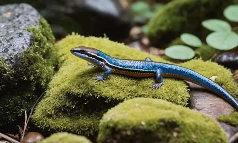 The Spiritual Meaning And Symbolism Of The Blue Tailed Skink