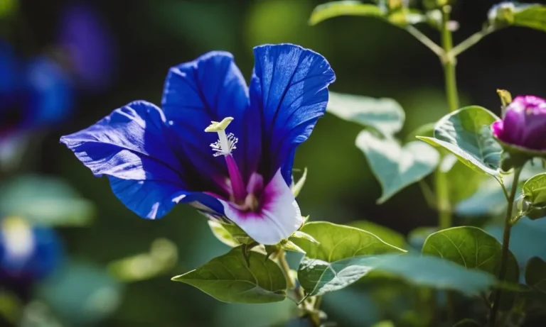 Butterfly Pea Flower: Its Profound Spiritual Meaning Revealed