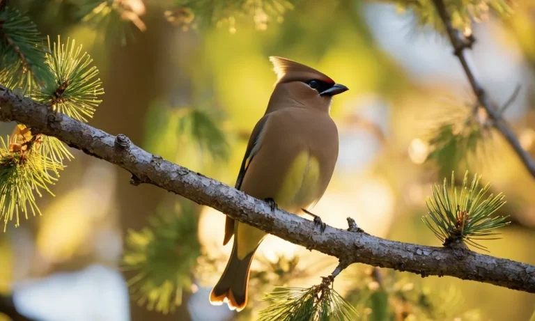 The Spiritual Meaning And Symbolism Of Cedar Waxwings