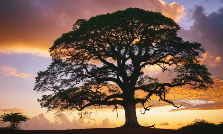 The Spiritual Meaning And Symbolism Of The Ceiba Tree