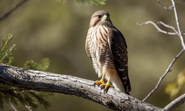 The Spiritual Meaning And Symbolism Of The Cooper’S Hawk