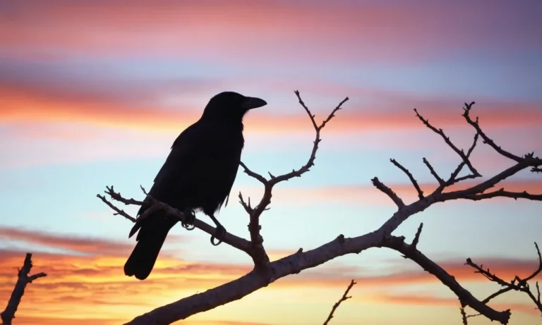What Does It Mean Spiritually When A Crow Caws Outside Your Window?